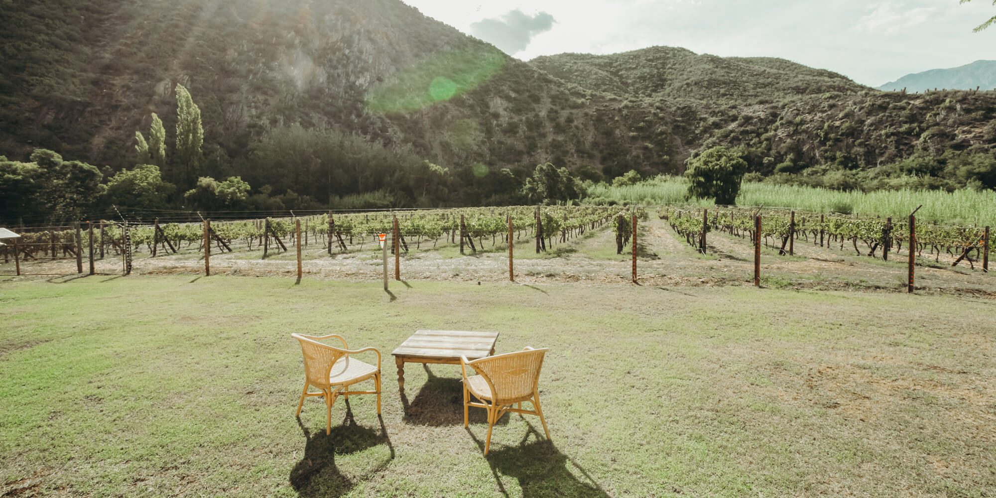 Cape Town - Cape Winelands Wine History