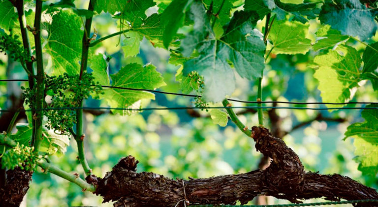 Lausanne Great Wine Capital Region – a pioneering vineyard