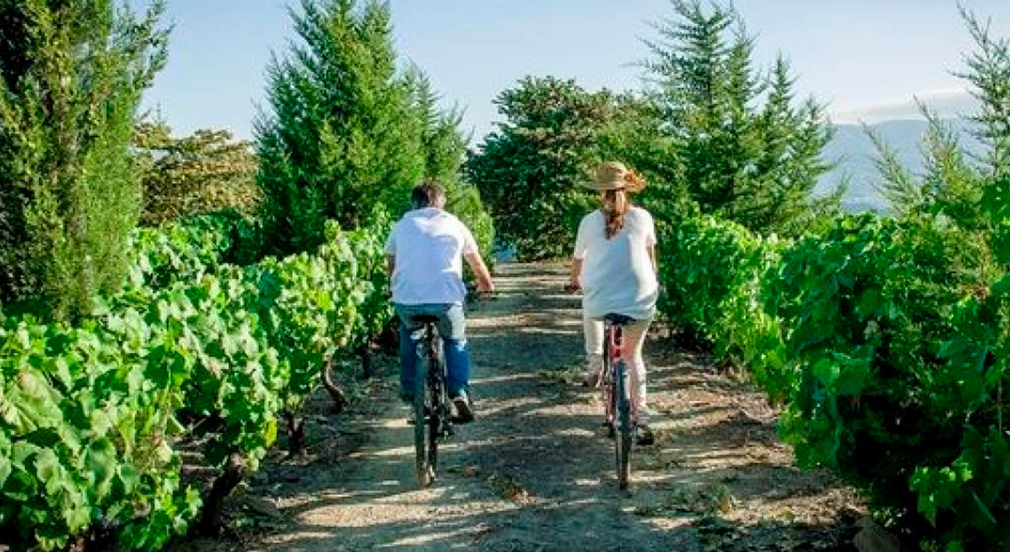 Three top solutions for the wine tourism industry to combat the carbon side effects