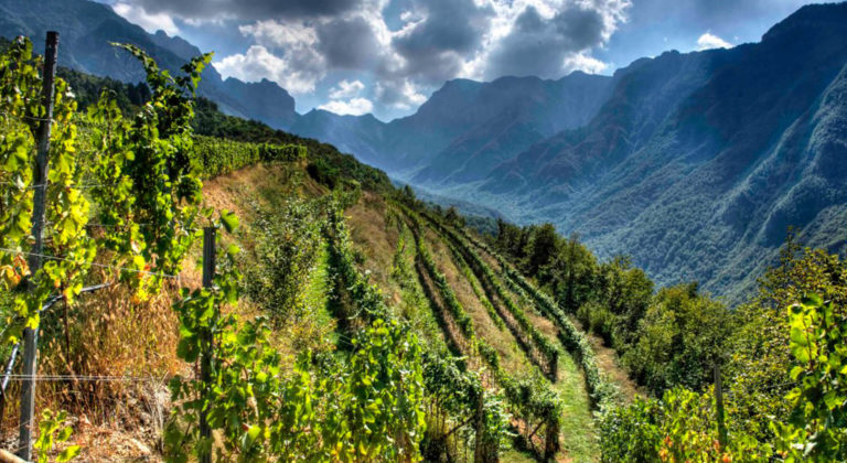 Wine and Sustainability in Verona: a distinctive and rewarding winegrowing strategy